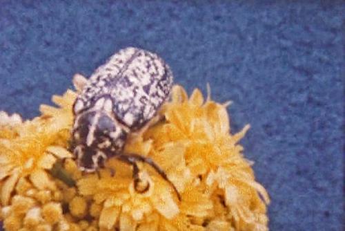 Polyphylla fullo